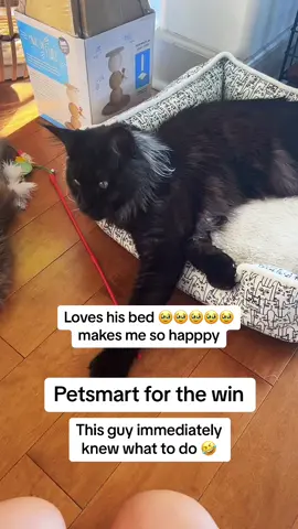 Petsmart for the bed and the cat tree !!! These are it favorite things !!! 🥰 #catsoftiktok #kittensoftiktok #blacksmokemainecoonkitten #cattok #mainecoonsoftiktok #mainecoonkitten #catshow #mainecoonsoftiktok #mainecoonkitten #mainecooncat #mainecoonlover #mainecoonlovers 