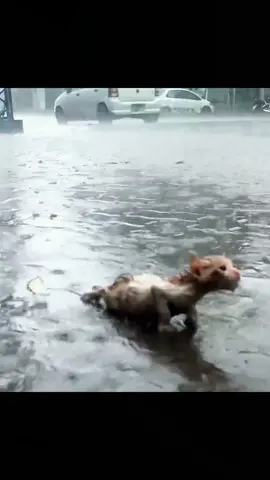 Little kitten trapped in heavy rain… #kittenrescue #catrescue #rescuekitten #rescuecatsoftiktok #rescued 