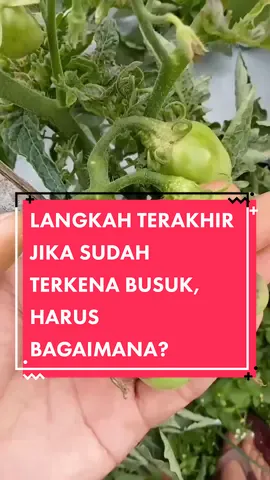 Langkah untuk mencegah Blossom end rot tomat #tomat #buahtomat #penyakit #busukbuah 