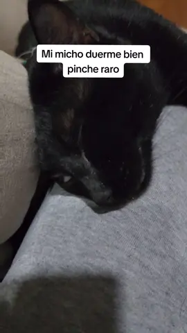 ¿Por qué duerme así? #humor #gato #michis #TransformersVoices 