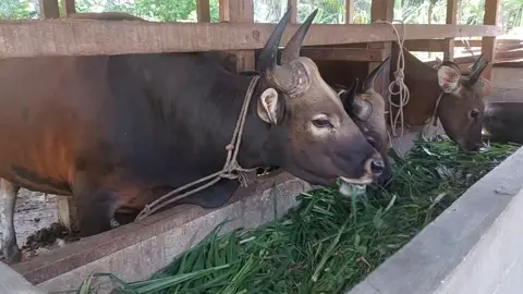 krna berkerja gk mesti di kntoran bosķu. #sapi #sapiqurban #sapingamuk #sapi #sapibalisuper #sapibali #peternak #peternaksapi #usaha #sapiaceh #ngarit 