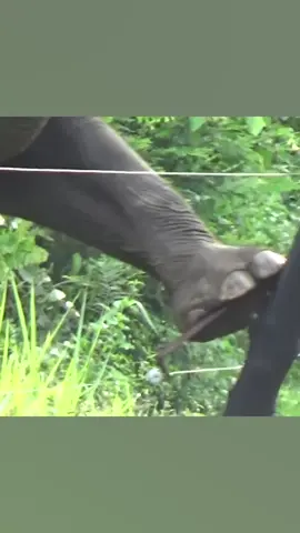 Here’s me commentary on elephant vs zappy fence 🎙 #ozzymanreviews #ozzyman #elephant #funny 