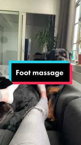 Foot massage 🤣 #rottweiler #footmassage #funnydogs #chill #gangrottie #spoiled 