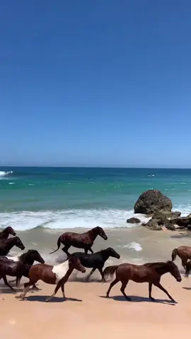 Our horses run wild right infront of NIHI, on beautiful Nihiwatu Beach 🧡 #NIHI #sumba #Indonesia #horsesoftiktok #horsepower 