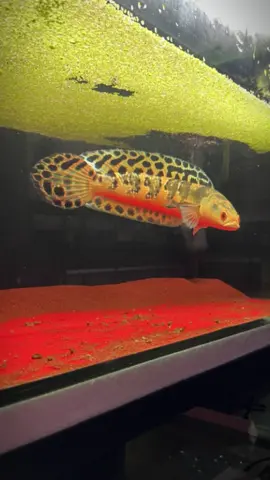 Pelet Jahat & Udang Jahat Addict 🤪