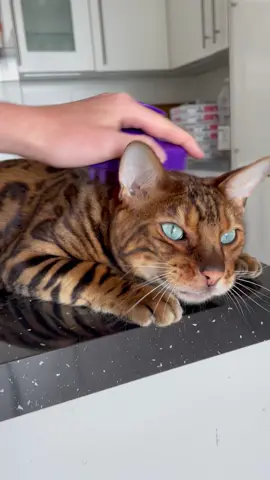 ekekekkekkek 🐯 (ig: london_city_bengal_cat) #bengalcat #catsrule #chirpingcat