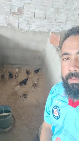 pintinto com as fezes presas no fundo - SAIBA TUDO sobre a criação de #galinhascaipiras e entenda como #gerarrenda com a montagem de um #negociocomgalinhas https://sancaipi.com/criar-galinhas-caipiras-com-sitio-sancaipi/ Segue nosso perfil, deixe um comentário com sua dúdida e o que achou do vídeo ACESSE O LINK da bio e assista aulas gratuitas e acesse todo nosso conteúdo Segue nosso peril para mais dicas. #criargalinha #criarpintinhos #pintinhosdegalinhas #galinhaspoedeiras https://sancaipi.com/criar-galinhas-caipiras-com-sitio-sancaipi/ #gainhas #galinhaspoedeiras #galinhapoedeira #galinhacaipira #criargalinhas