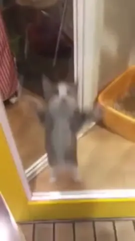 Where they all going?  Silly cats compilation  #fyp #cat #cats #catsoftiktok #silly #sillycat #funnycat #gato #meow #cattok #kitty #kittensoftiktok #cute #catcore #yippie #goofy #goofycat #gokittygo #viral #compilation #funnycatcompilation 