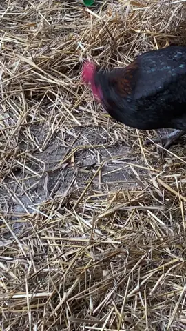 Well there you have it lol#chicken#chickensoftiktok#backyardchickens#tinydinosaurs#farmlife#farmanimals#fyp 