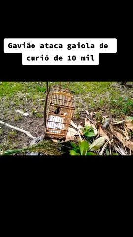 ✅📌 Curta, comenta e nos siga!!! #aves #passaros #passarosbrasileiros #passarosdobrasil #passaroscantando #passarossilvestres #avessilvestres #avescantando #criacaolegalizada #passarinho #avesdobrasil #passaroscantando #passarosbrasileiros #passaros  #curiócantando  #curiópardocantando  #curiópardo  #curiopreto #curiopretoepardo #armadadecurió #curió #curiódobicodoce #curiócantopraia 