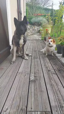 #CapCut #akitadog #akitaamericain #americanakita #kokoni #dogsoftiktok 