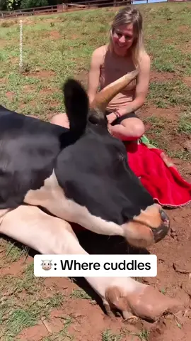 ‘Cuddle cows’ added to bucket list #cows #cowsoftiktok #farmlife  santuarioamorquesalva IG