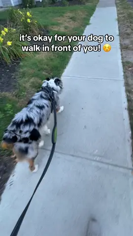 It’s okay for your dog to walk in front of you, but they should also know how to walk next to you. #DogTraining #dogwalk #dogwalking #australianshepherd #looseleashwalking #dogenrichment #dogsofttiktok #doglover 