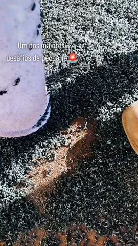 Segue o desafio da mosca. Alguma sugestão?🪰 #medicinaveterinaria #medicoveterinario #medvet #vet #veterinaria #veterinario #pecuaria #agro #agrorotina #vetdecampo #veterinary #veterinarian #oagronaopara #confinamento #vetdegrandes #mosca 