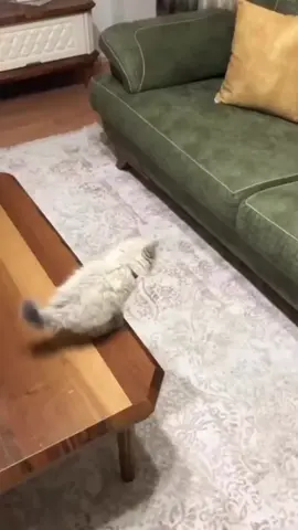 Sweet kitten trying to jump🥹🥰 #cats #kitten #funnyvideos #foryou #animals (via: ig/harbikediler)