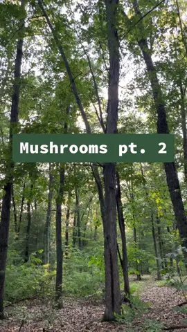 there were so many even more cooler ones after this vid #mushrooms #forest #cool #outside #nature #walk #walking #shroooms 