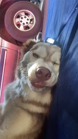 His first day on the job 🥺🐾#dogsoftiktok #husky #huskysoftiktok #bigdogs 