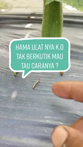 bukti nyata pakai insek ini hama ulat auto langsung m4t1 gaskeun yang mau produknya klik vt dibawah  👇👇 @toko hanamaru pusat  👆👆 #npkhanamaru #hamaulat #pupukhanamaru 