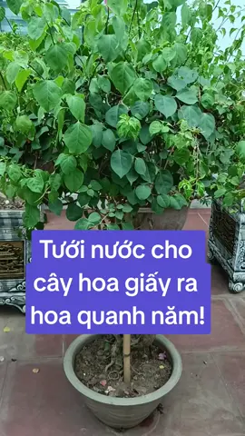 Tưới nước để cây hoa giấy ra hoa quanh năm #tuoinuocchohoagiay #xietnuochoagiayrahoa #catnuochoagiayrahoa #hoagiayrahoaquanhnam #cayhoagiay 