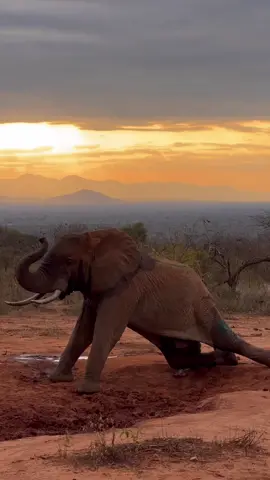 Framed by the setting sun, a bull elephant rises to his feet after a successful field veterinary treatment. SWT/KWS Vet Units have attended to 3,343 elephant cases. This is one of their most recent patients — in fact, he was one of two bulls successfully treated on this particular evening. He had a bullet wound to his leg, but thanks to timely intervention, he’s expected to make a full recovery.  Learn more about our lifesaving veterinary initiative at  sheldrickwildlifetrust.org #elephant #veterinary #wildlife #animals #nature #animalrescue #treatment #sheldrickwildlifetrust #kenya #sheldricktrust 