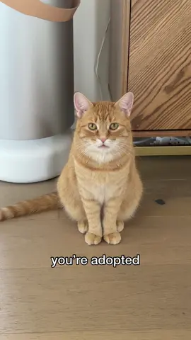 my timing couldnt have been worse #pennythegingercat #fyp #catsoftiktok 