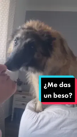 Quería enseñaros cómo Arena viene a darme un beso si se lo pido. Podría hacer un vídeo cuqui pero me sale mejor el drama escatológico, quizá por eso no me llama Netflix aún 🤣 No se había lamido nada, aunque lo siento por la gente escrupulosa, no os preocupéis que es mi cara y yo soy muy feliz con estos besos que significan tantísimo. #rehabilitación #miedo #Arena #perro #perros #adopta #acoge #nuevavida #besos #fundillo 