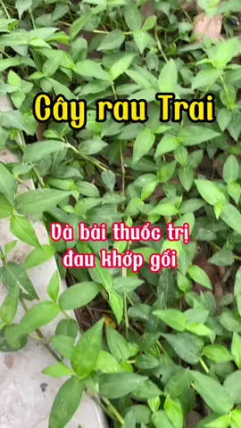 cây rau trai cho những ai đau sưng khớp gối #baithuochay #rautrai #daukhopgoi #suckhoe #xuhuong #songkhoe247 #caythuocquanhta #dieulinh 