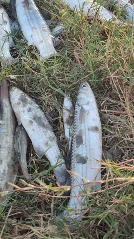 easy brooo 😎 #story #fishing #fishingindonesia #mancing #belanak #castinger #mancing 