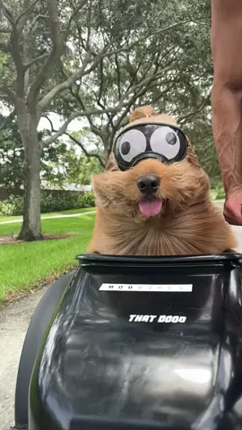 New mode of transportation unlocked… the Brodie sidecar! #goldendoodle #ebike #sidecar #dogdad #ebikelife 