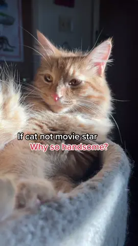 #onthisday The most handsome noodles I know 🥰  #ifcatnot #catladytails #catfamily #catmeme #catsoftiktok 