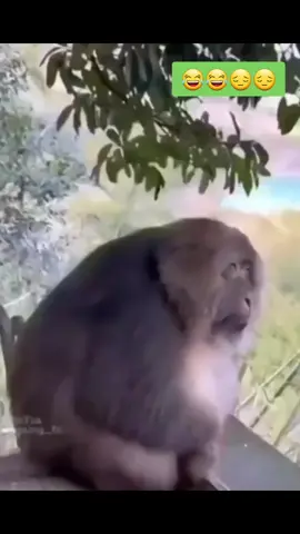 زعلانة منك #زعلانة #غوريلا #موز #مقطع_مضحك #اضحك_من_قلبك #gorilla #pyfツ #pfy #fyp #rachracheelra9i #@رشيد ريكو 🇲🇦 🇸🇦 