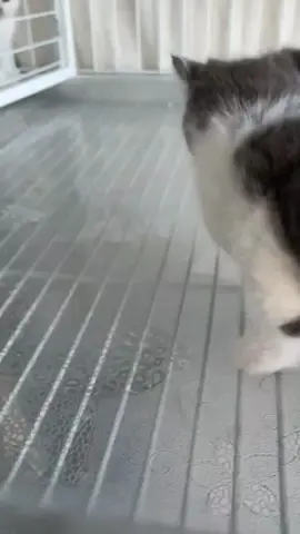 kucing lucu 💕😍#anakkucinglucu #kucingimutlucu #kucinglucu #kucingmeongmeong #funnycatsoftiktok #fypシ゚viral #fyp #cutekitten #funnycat #funnykittens #cutekittens 