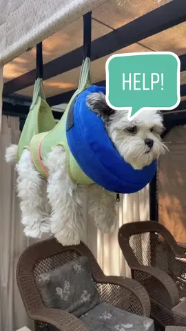 Front toe manicure fail. ## #doggroom #doggroomfail #cuttingdogsnails #dremeltool #rescuedog #nailstoolong #homegrooming #homedoggrooming #weshi #scareddog #littledog 