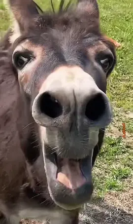 #عبده_الفؤاد الحمار اول مره يشوف نفسه في الجوال 🤣🤣