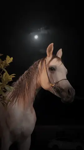 صدوق الود #خيول_جمال # خالد عبدالرحمن #جمال المساء 