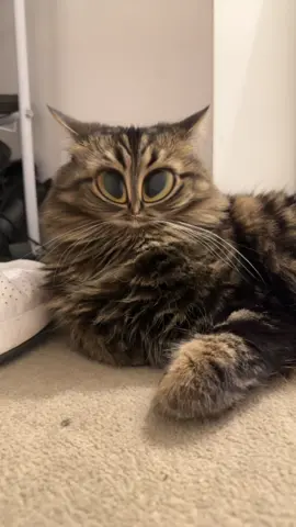 Cleo 😺 snapchat filters lol 😂 #funnycat #fy #catsoftiktok #snapchatfilter #catsvideo #catslovers #kitty #cleo 