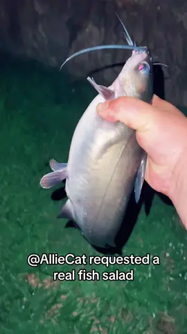 Replying to @🧌 first fish first meal part 161 @AllieCat #fyp #catchcleancook #beardedfisherman #fishing #fish 