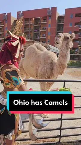 It was too perfect considering the cosplay i was in lol. Colossalcon was crazy 🤣🤣🤣 No seals tho! Thanks @THE VARIANT for grabbing this interaction 😭 #riju #cosplay #desert #zeldacosplay #totk 