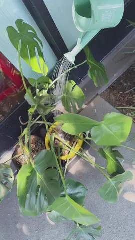 Hydrating the shop plant babies 🍃#coffeeshopvibes #coffeeandplants #monstera#plantbabies#losangeles#fyp#coffee#coffeeaddict#southcentral#southcentralla#espressomachine#lattearttutorial#SmallBusiness#latina#latinaownedbusiness#empresaria#fyp#plantstuff#PlantTok #Summer#summervibes#cafecalle#pourcoffeenothate#lacoffeeshops#hiddengems#coffeeshop#secretla