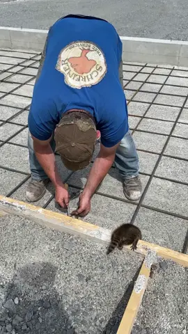 Baby raccoon does everything with dad... #BVIRAL