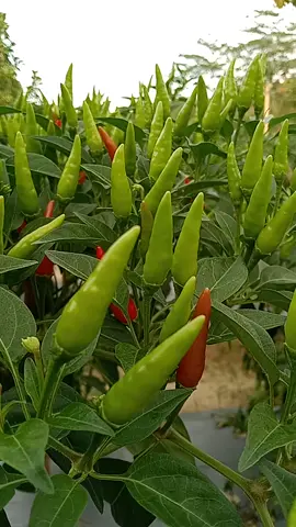 #cabe rawit hijau lebat