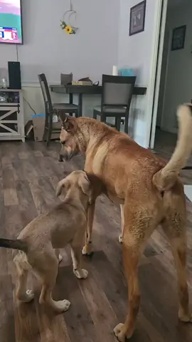 Daisy gave the new baby,  Dobby, plenty of warnings that she was done playing,he's been pretty good about respecting her boundaries but every so often he needs a firmer warning. #dogscorrectingdogs #puppies 