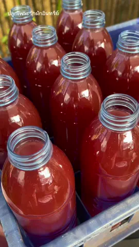 จุลินทรีย์สังเคราะห์แสงช่วยตรึงไนโตรเจนในดิน ทำให้พืชผักผลไม้โตไว ใบใหญ่สวย ติดตาดอกติดผลดก #หัวเชื้อจุลินทรีย์สังเคราะห์แสง #จุลินทรีย์สังเคราะห์แสง  #ปลูกเพาะรักผักอินทรีย์  