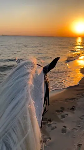 #بنات_الريح ✨ #مشاري_العفاسي 🎵🎶🎼 #نشيد 🎧 #خيول 🐎 #غروب 🧡