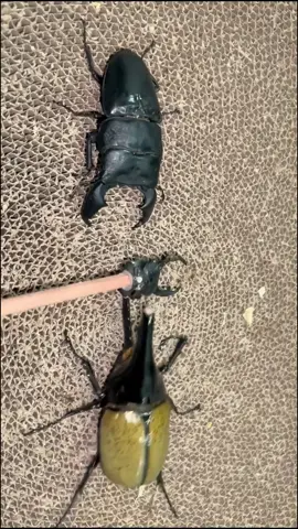 omg #insects #foryou #tiktok #beetle 