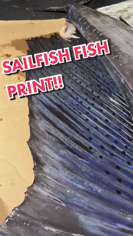 Walking you through the process, bringing this 100 lb Pacific Sailfish back to life!  #makaiimpressions #gyotaku #fishprint #oceanart #japaneseart #魚拓 #sailfish #marlin 