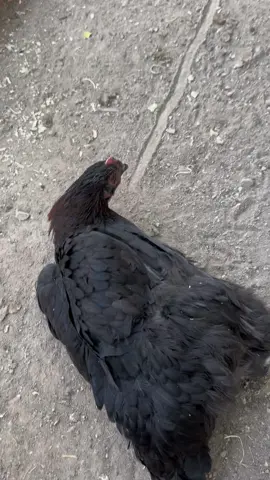So we saw on TikTok that if you lay a chicken on its side and draw a line in front of his face, but I will lay there for a long time. So we got curious and tried it with two of our hens. It kind of freaked me out how well it works. It’s almost like it put them in a trance and then as soon as we wipe the line away, they got up and ran off.  #chickentrend #utahcheck #chickenmama #chickensoftiktok #chickentranse #backyardchickens #backyardfarm #utahcheck 