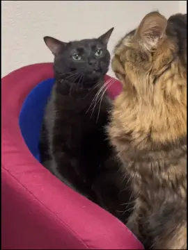 Bored ㅤ @クロ猫とモフ猫が猫してる動画