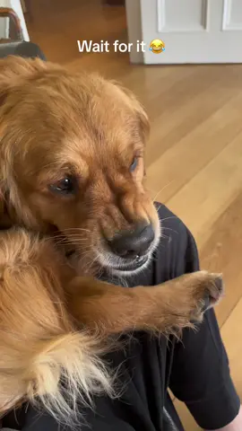 Floki protecting his tickly feet 😂😂🐕 #dog #paws #dogtickle #puppyvsnow #goldenretriever #goldenretrieverpuppy #puppy #funnydog #cuteanimals #pets #dogplayfighting #cutedog #kickingdog #dogsmiling 