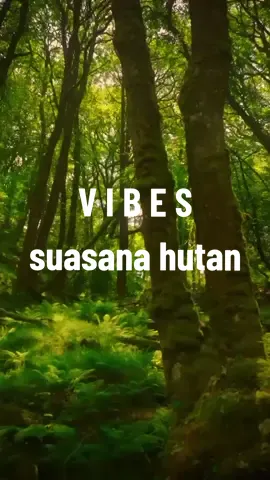 Selami Cara Alam Bergerak dan Bereaksi, Sejatinya Kita Menerima Jauh Lebih Banyak Dari Pada Apa Yang Dia Cari.😌 #vibes #nature #keindahanalam #pemandangan #suasanahutan #flores 